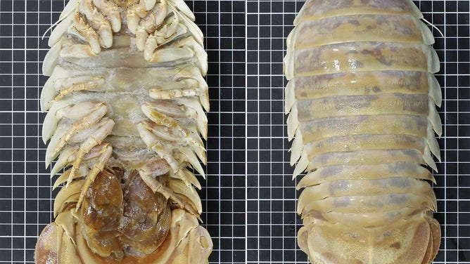 Recently discovered 'sea bugs' can grow up to 1.5 feet, eat entire ...