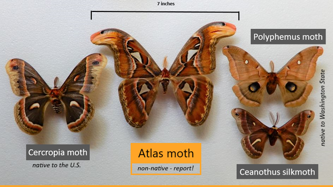 Atlas Moth