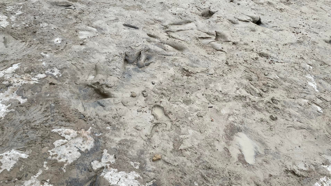 Dinosaur tracks found in Texas