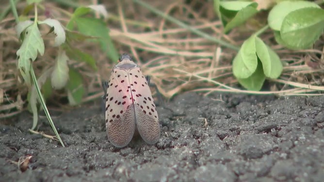 A spotted lanternfly, which is an invasive pest, is seen on the ground.