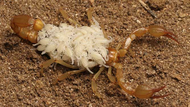 One of the newly described scorpion species. Named Paruroctonus soda, the scorpion is featured here carrying young.