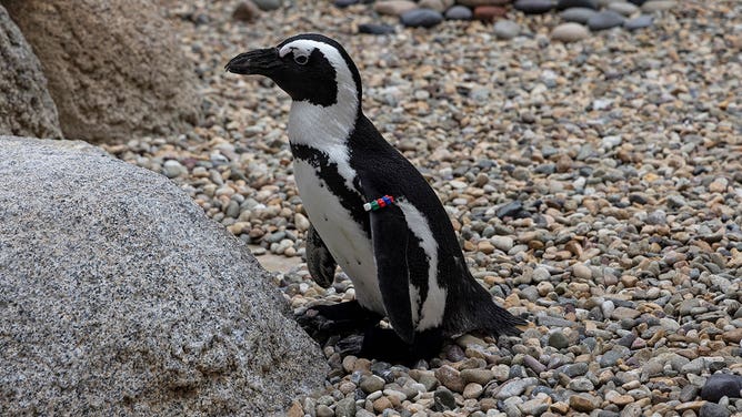 Penguin at San Diego gets new orthopedic shoes