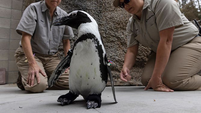 Penguin at San Diego gets new orthopedic shoes