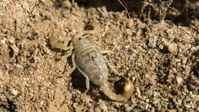 An image of P. conclusis. Uploaded to iNaturalist in 2013 as an unknown scorpion species, it was later identified as a new species by Jain and Prakrit.