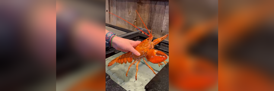 Hold the butter: Rare, orange-colored lobsters saved by Red Lobster, Ripley’s Aquarium