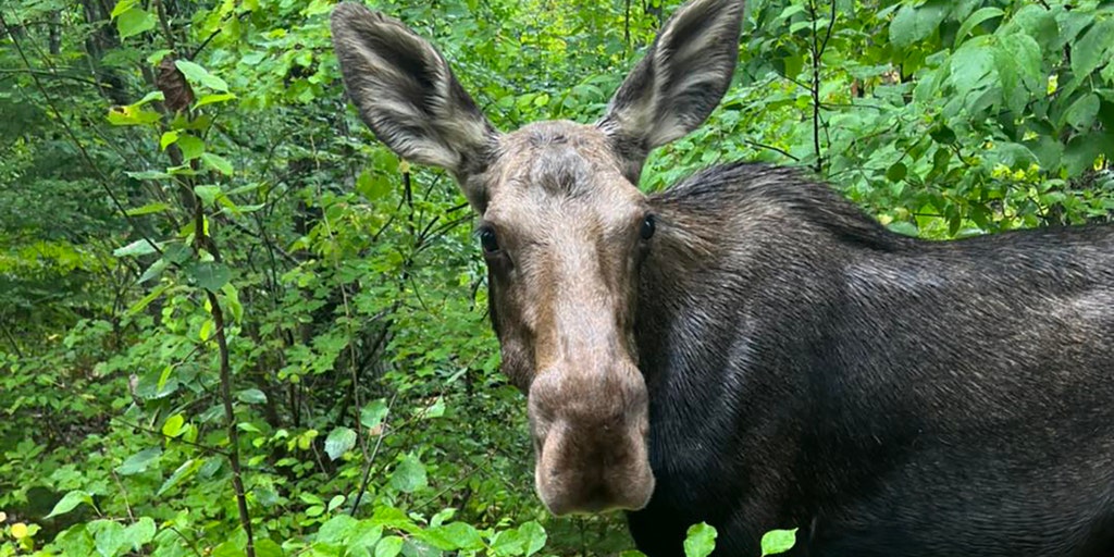 Video: Woman sent running as two large moose stalk her along Colorado trail