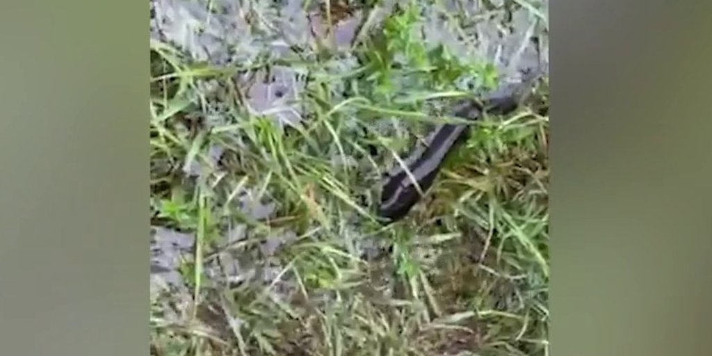 VIDEO: 'Mystery' critter washes up in Florida resident's yard during ...