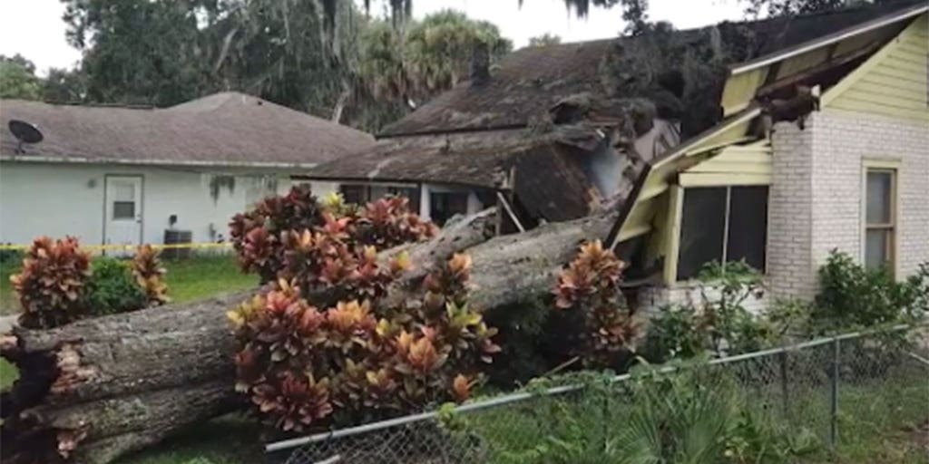 Do you have 'zombie trees' in your yard? Here's how to spot them Fox