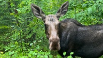 Video: Woman sent running as two large moose stalk her along Colorado trail