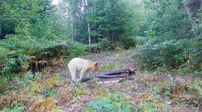 Rare white black bear caught on Michigan trail camera