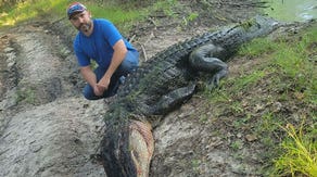 Gator hunting season in Texas starts with man catching 13-footer