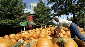 Pumpkin fall outlook: How the season’s harvest has withstood weather extremes