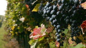 Oregon winemaker fears La Nina rains will impact grape harvest after an already tough year