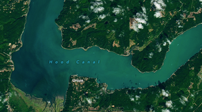 Algae bloom turns Washington inlet into Caribbean-shade of teal that's visible from space