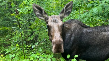 Video: Woman sent running as two large moose stalk her along Colorado trail