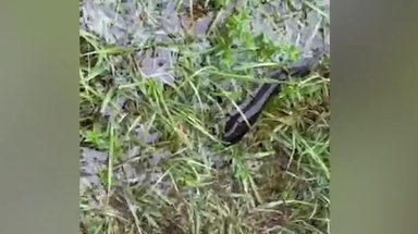 VIDEO: 'Mystery' critter washes up in Florida resident's yard during Hurricane Ian