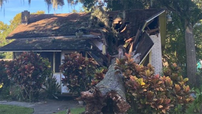 Home crushed by zombie tree in Florida