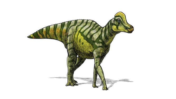 An illustration of a lambeosaurus, a type of hadrosaur.