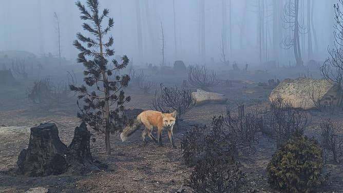 A fox near the burn scar of the Moose Fire in Idaho. 