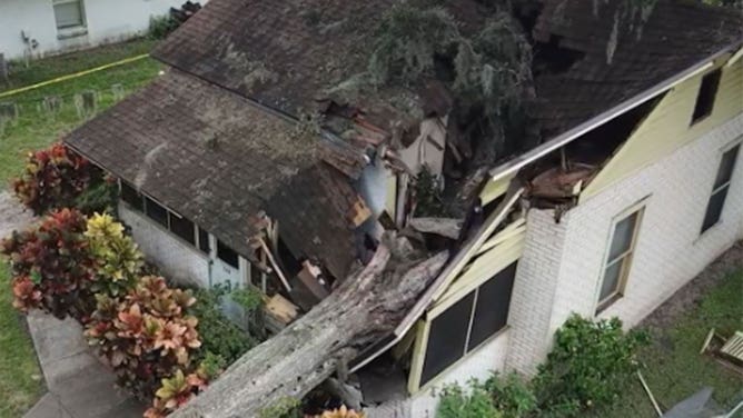 Home crushed by zombie tree in Florida
