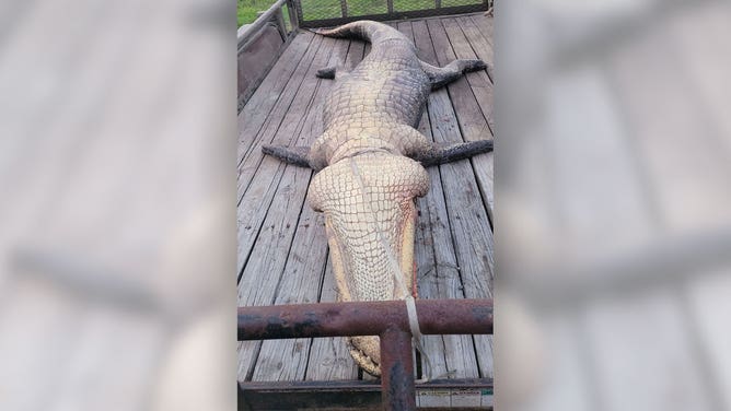 13-foot alligator caught in Texas