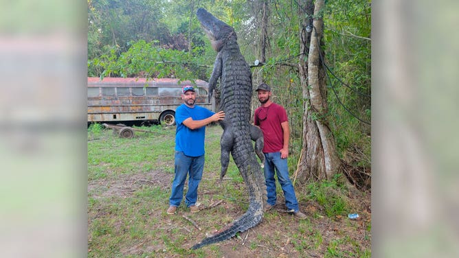 Giant 'Once in a Lifetime' 14-Foot Alligator Caught by Texas Hunters