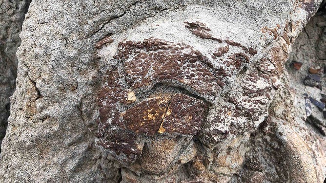 Ankle bones of the dinosaur skeleton that are covered by fossilized skin protrude from the hillside.