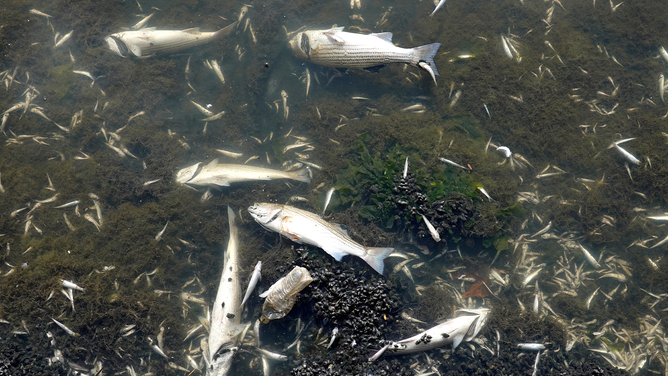 OAKLAND, CALIFORNIA - AUGUST 30: Dead striped bass collect on the banks of Lake Merritt, a tidal lagoon of the San Francisco Bay, on August 30, 2022 in Oakland, California. Tens of thousands of dead fish, including sharks, sturgeon and large striped bass, are showing up on the shores of the San Francisco Bay and its waterways as a widespread algal bloom continues more than a month after first being detected. The algae is not believed to be immediately harmful to humans but could be fatal to fish and other marine life if exposed in high concentrations.