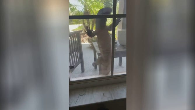 An Incredible video out of Apopka, Florida shows a gigantic reptile climbing up a man's door.