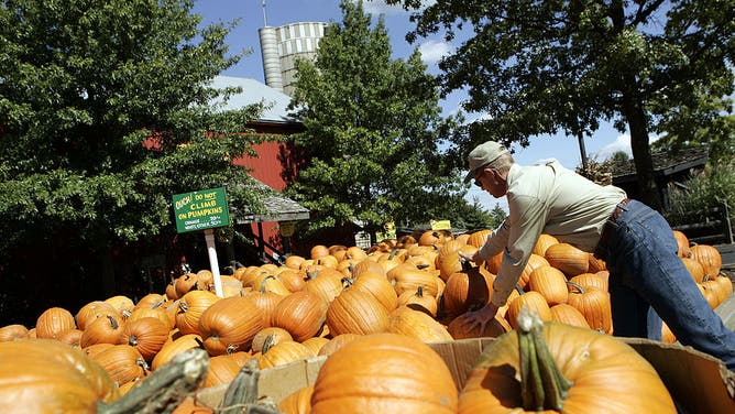 Dave Bengston readis his pumpkin farm for the start of the season in Homer Glen, Illinois, in September 2006.