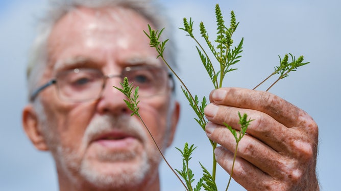 A man examines a ragweed plant.