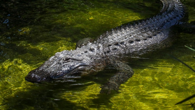 An American alligator.