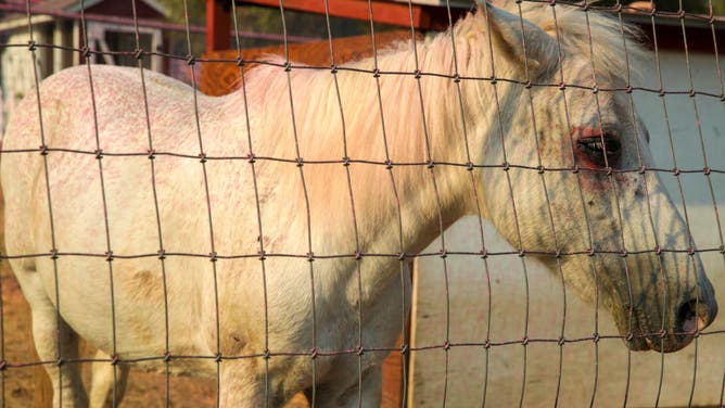 A horse covered in red fire retardant waits for its owner on Gibble Road where many structures were gutted in brush fire Fairview Fire in Avery Canyon on Tuesday, Sept. 6, 2022 in Hemet, CA.
