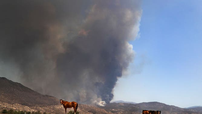 Horses graze along State Street as heavy smoke billows from brush fire Fairview Fire