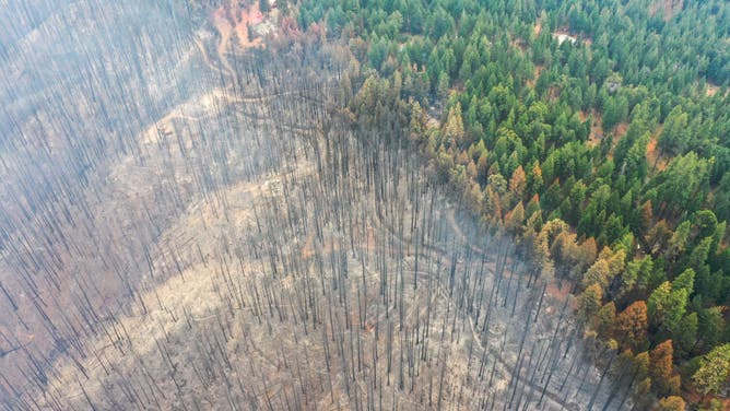 An aerial view of burned trees as the Mosquito Fire continues in California, United States on September 11, 2022. Thousands of homes are threatened by the multi-county wildfire and over 11,000 evacuated as fire activity expected to increase.