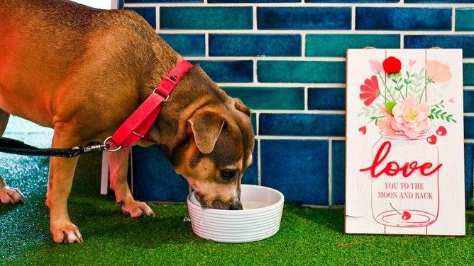 Dog drinks out of a bowl.