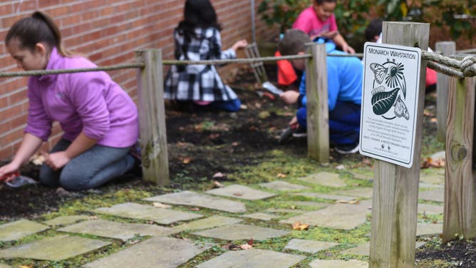 Some 5th grade students from Governor Mifflin Intermediate school are planting milkweed seeds at the courtyard of the Cumru Elementary as part of a project to address and act on the declining populations of monarch butterflies.