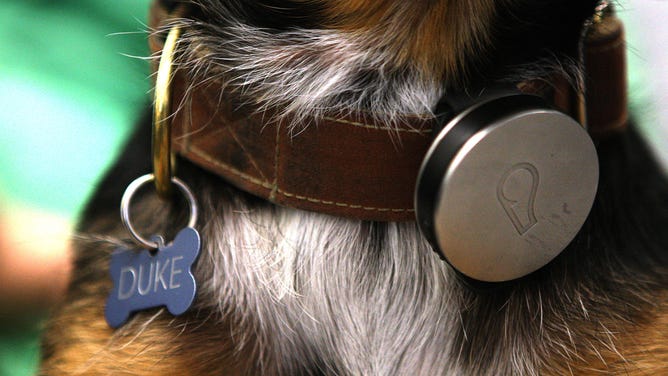A dog named Duke wears a collars with his identification.