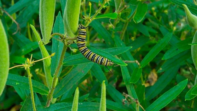 Larva of Monarch butterfly on butterfly weed, Lorton, Virginia.