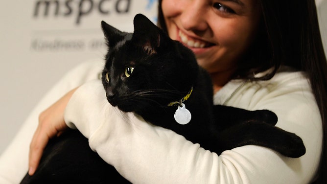 A cat named Sparky. A microchip ID placed under Sparky's skin allowed MSPCA staff to reunite the cat with his owners after he had gone missing for nearly a year.