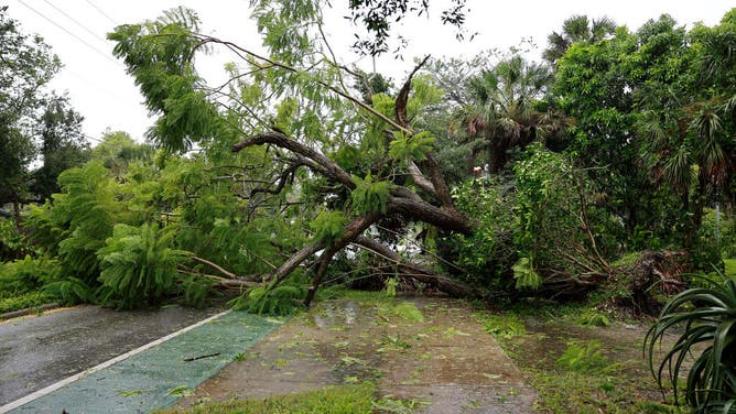A downed tree covers the road after being toppled by the winds and rain from Hurricane Ian on September 28, 2022 in Sarasota, Florida. Ian is hitting the area as a Category 4 hurricane. (Photo by Joe Raedle/Getty Images)