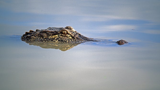 An American alligator floating in small Texas lake.