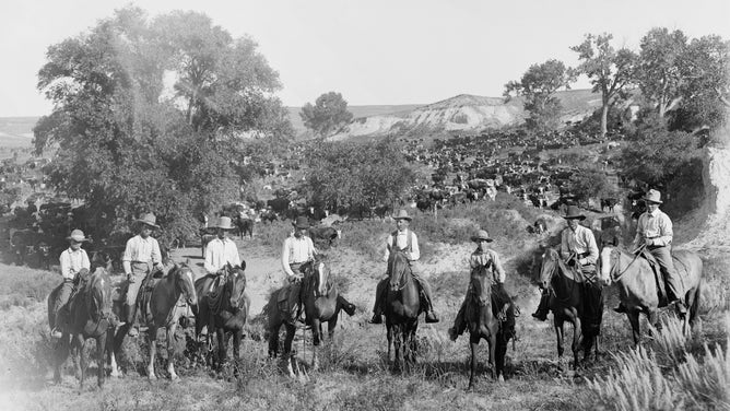 Cowboys on horses with their cattle behind them. Texas, circa 1900. 