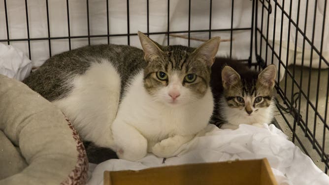 Pets belonging to evacuees sit in a crate at the Delco Center in east Austin, Sunday, August 27, 2017.