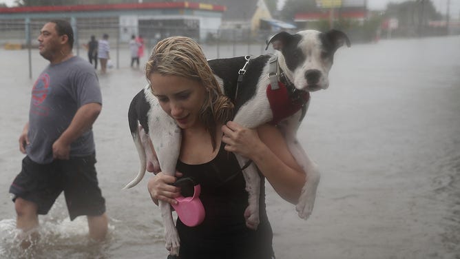 Naomi Coto carries Simba on her shoulders as they evacuate their home after the area was inundated with flooding from Hurricane Harvey on August 27, 2017 in Houston, Texas.