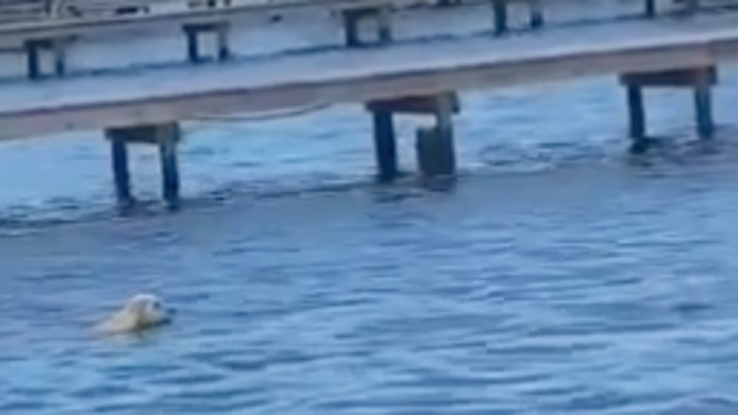 Flip swims toward the herd of manatees.