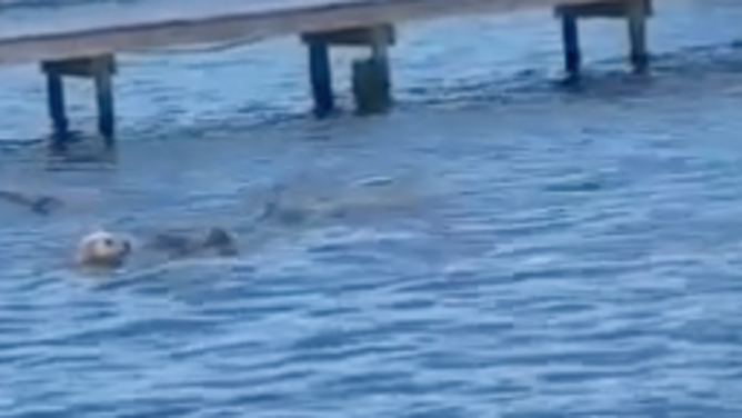 The manatees become startled.