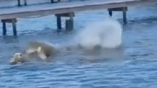 The manatees begin to splash around next to Flip.