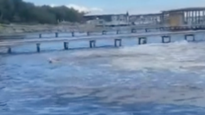 The startled Flip swims back to the shore.