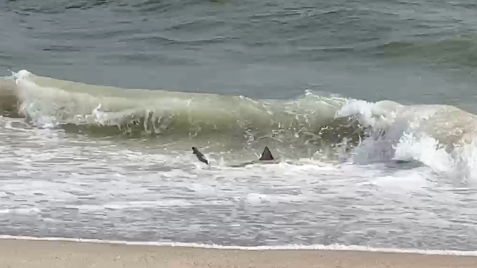 Fins and a tail then emerge from the water.